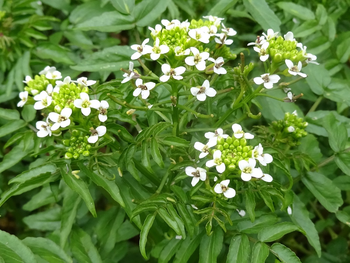 Nasturtium microphyllum (Brassicaceae)